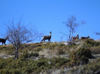 Популацията на дивата коза в Западни Родопи е стабилна