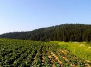 Ползвателите на земеделски земи подават декларация за ползване на земите 