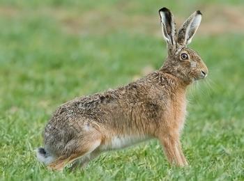 Случаи на заразени с туларемия диви зайци са установени в област Смолян