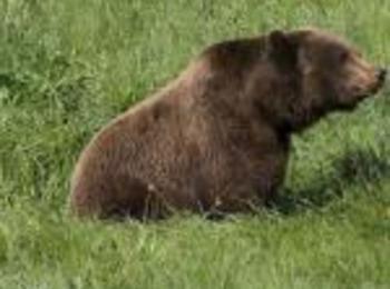 Еколози: Ако ви нападне мечка, лягайте по корем