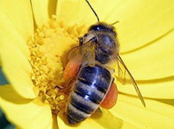 Ефрем Моллов:Пчелите да станат защитен вид