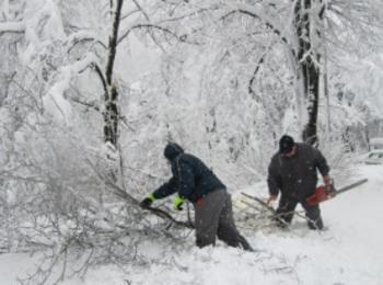 Снегът в Смолянско унищожил 6 хил. хектара гори