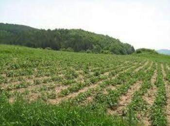 Продължителните дъждове забавиха засаждането на картофи, тютюн и боб в Смолянско