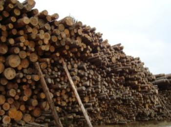 Дървесина за над 4550 лева извозил смилянец без разрешително