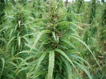 80-сантиметрови стръка марихуана откриха край Рудоземско