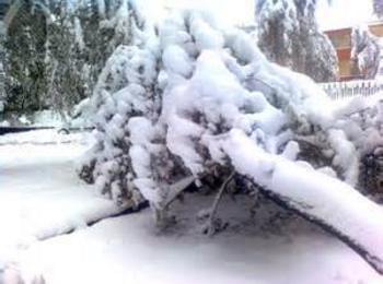  Близо 40 процента от повалената от снеголом дървесина в Южен Централен район ще се добие до края на годината