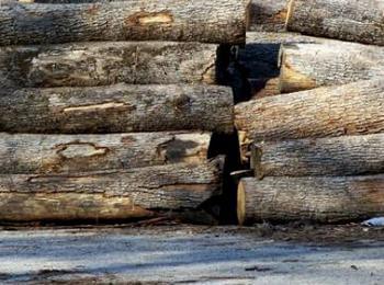 Откраднаха 7 куб.м. дървен материал от двора на гатер в Змеица