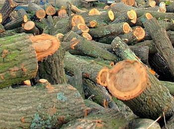 Откраднаха дърва за огрев от рампа в района на параклис край Смолян