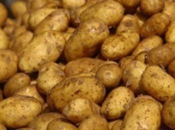 Днес ще дават картофи на жителите, чийто насаждения бяха заразени с рак по картофите