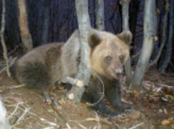  Започна мониторингът на кафява мечка в област Смолян