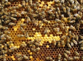  Пчелари в Смолян настояват за по-строг контрол на нерегистрираните пчелини