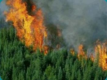 Изгоря един декар гора край Гела, спасиха 50 дка  
