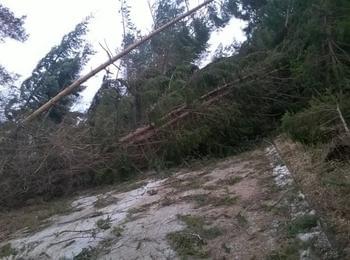  Над 113 хил. кубика е повалената дървесина в Смолянско от урагана през януари