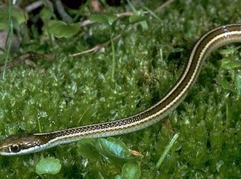  Змии ухапаха трима в Смолянско, хората ядосани, че животни и гадини са защитени, но не и те