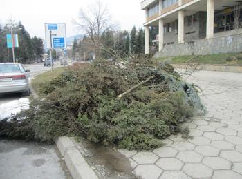 Недялко Славов: Най-късно до края на април трябва да се отстранят дърветата от пътища и дерета