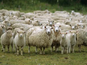  Овцевъдите ще обсъдят проблемите си на конференция в Смолян