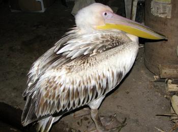 Спасиха заблуден розов пеликан, кацнал в Златоград 