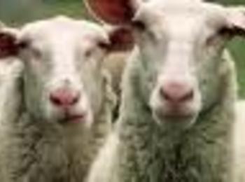 Откраднаха две овце от кошара до село Гьоврен