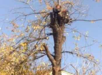Спасителни екипи премахнаха опасно надвиснало дърво в Смолян