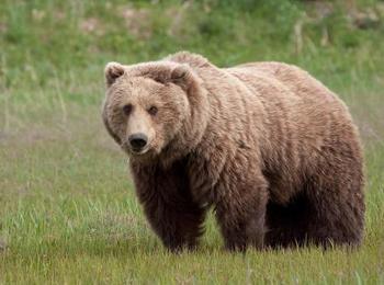 Фирма е платила осигуровките на мъж, нападнат от мечка