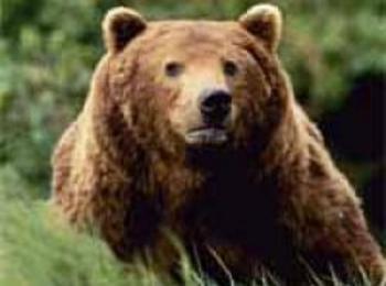 МОСВ издаде разрешително за отстрел на една мечка в района на Славейно