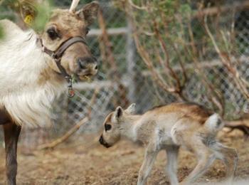  Северно еленче се роди на Гергьовден в Родопите