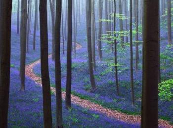 Магията на Синята гора в Белгия
