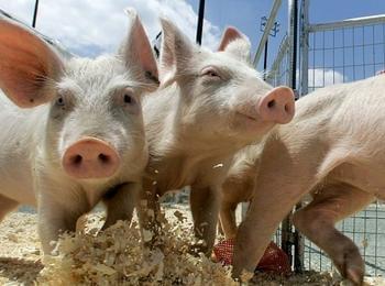 Заради чумата по свинете в Смолянско въвеждат нови мерки срещу болестта