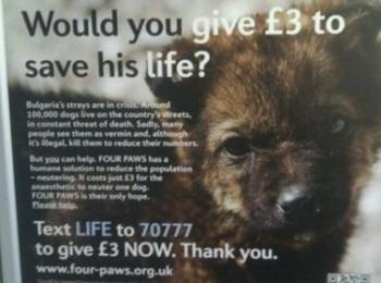 В Лондон събират пари за бездомните български кучета