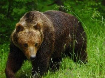 Екоексперти провериха сигнал за мечка с малко мече в района на Средок