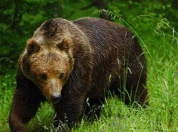 Експерти на РИОСВ – Смолян поставиха GPS – нашийник на мечка