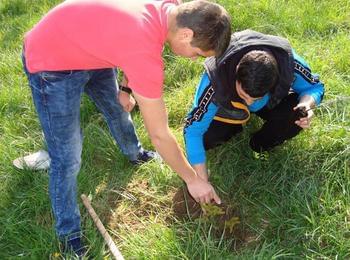 Ученици от Гимназията по туризъм засадиха кедрови дръвчета 