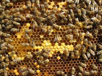 Пчеларите подготвят мащабен протест, искат отваряне на de minimis