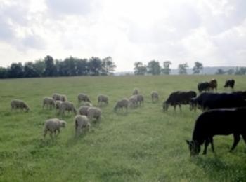 Районното мюфтийство в Смолян ще раздаде 26 крави курбан