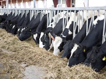 С две години се удължава срокът за преструктуриране на млечните ферми 