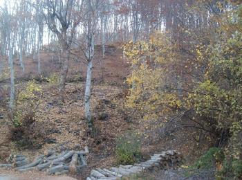 35 повалени дървета без разрешително за сеч край село Стоманово