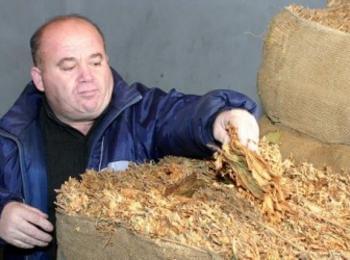 Тютюнопроизводители от Община Кирково продават тютюн с недоволство  