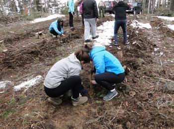 Млади доброволци и скаути залесяваха по повод Седмицата на гората