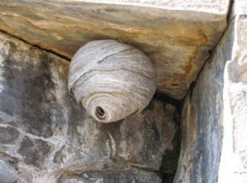 Отстраниха гнездо на оси от детска градина в Смолян