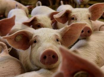 Предприемат мерки за недопускане на Африканска чума по свинете