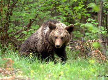 Комисия оцени щети нанесани от мечка в Смолянско