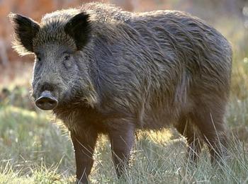 4 благородни елена, 208 сърни, 693 диви свине, 90 заека, 16 вълка и  645 лисици са отстреляни през ловния сезон в Смолянско