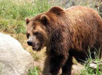 Седем нападения от мечки в Смолянско