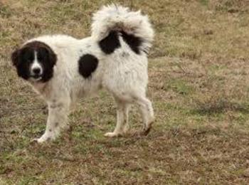 Стопанин намери мъртво кучето си порода "Каракачанка" в Чепинци