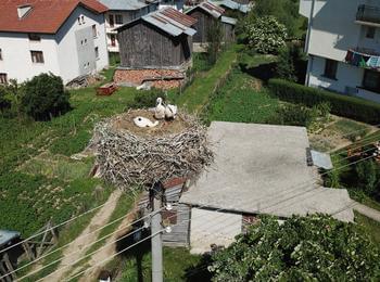 Спасеното щъркелче в село Борино се развива нормално