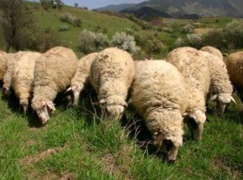 Мечка уби овца в Малево, други 54 се задушиха