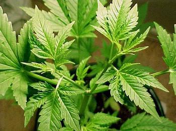 Откриха марихуана в жилището на 25-годишен в Чепеларе
