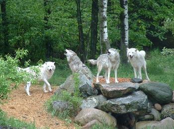 Набезите на вълци стават все по-дръзки из Родопите