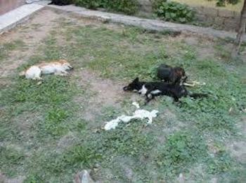  Полицията проверява сигнали за отровени кучета в рудоземско село