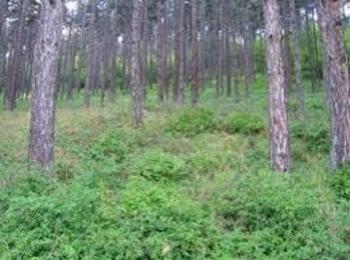 Над 35 000 декара иглолистни гори в Смолянско съхнат